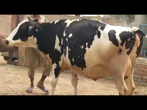 taqwa Punjab TV Pakistan youtop farizn Caras cow far in sel Pakistan watsab no 03012888250