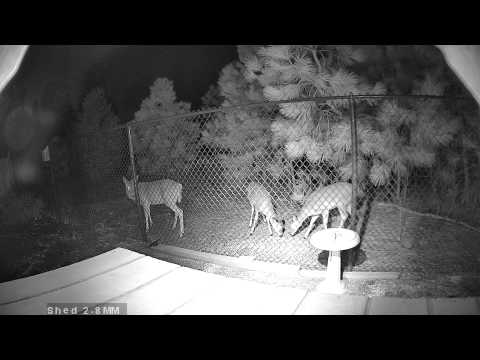 Deer video using Empire IPC1-V camera with DWDR setting on
