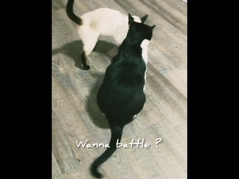 Battle of the cats 🐈🐱