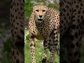 Cheetah Sounds Cheetah Wildlife Viral Animals Shorts
