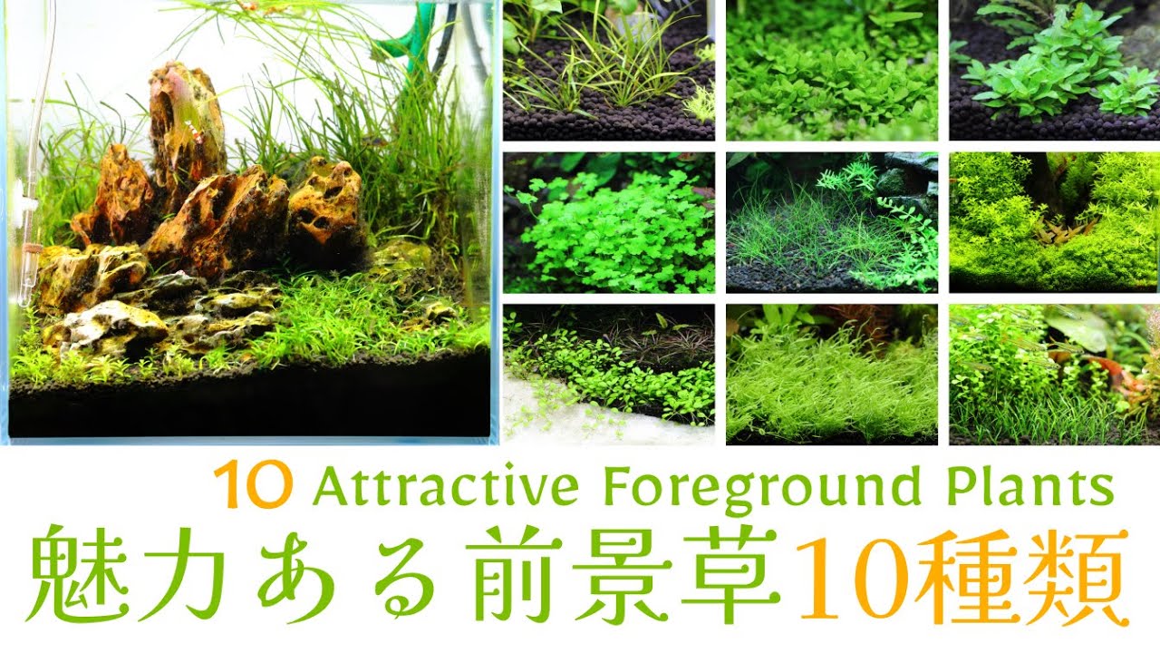 魅力ある前景草１０種類