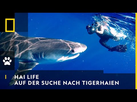 HAI LIFE - Auf der Suche nach Tigerhaien | National Geographic