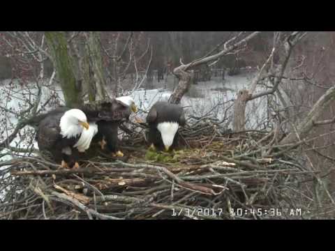 TRIO NEST 1 3 17 stick placement