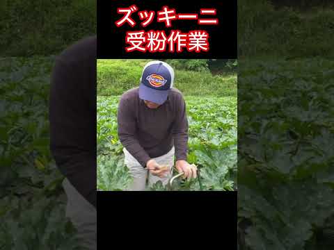 ズッキーニが大きくならないのはなぜですか? 6つの原因とその解決策をご紹介します！  庭園