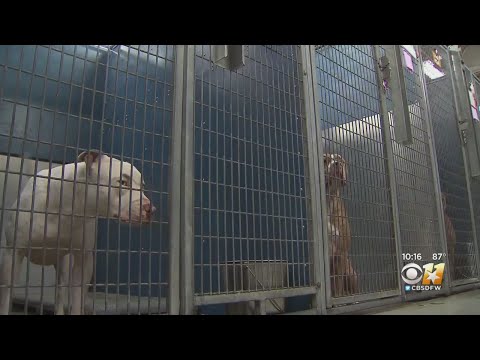 Humane Society Of North Texas Dealing With Distemper Outbreak