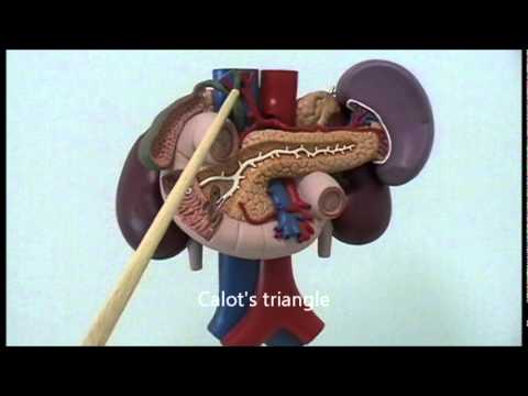 Gross Anatomy Of Upper Abdominal Viscera