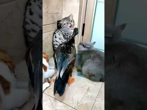 cats vs duck funny