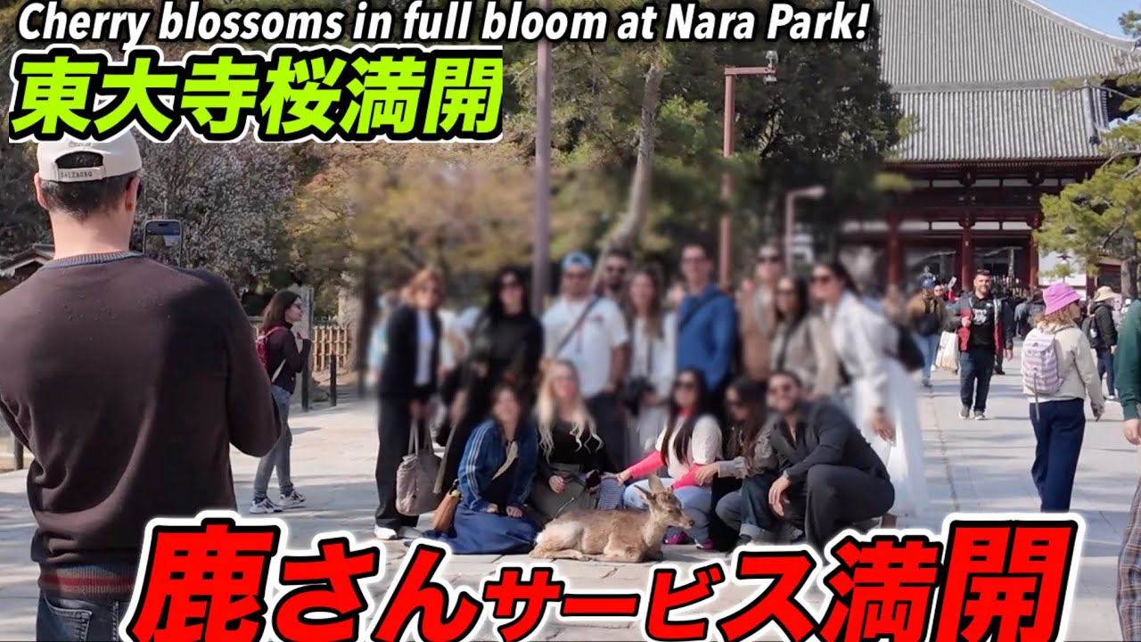 東大寺桜満開　鹿さんサービス満開Cherry blossoms in full bloom at Nara Park!