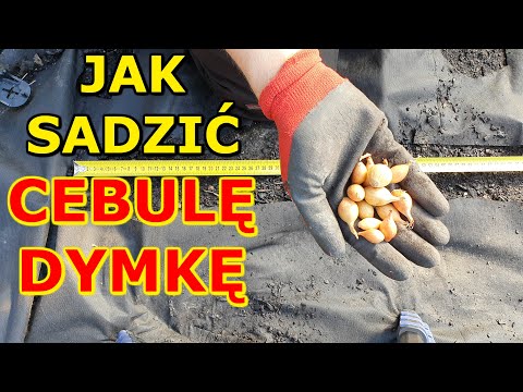 , title : 'Jak i kiedy sadzić Cebulę Dymkę do Gruntu | Uprawa Cebuli w ogrodzie'