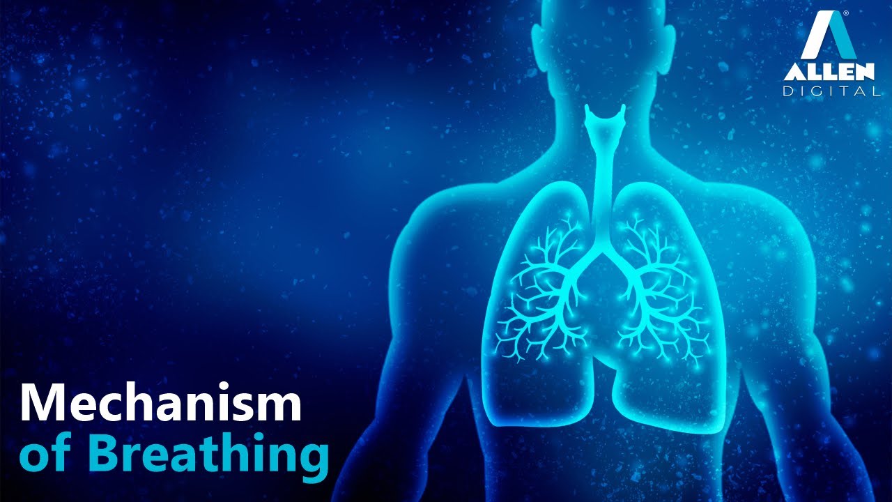 Mechanism of Breathing | Breathing and Exchange of Gases | Biology | Allen Digital
