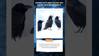 Strange facts about ravens that you may have never heard of