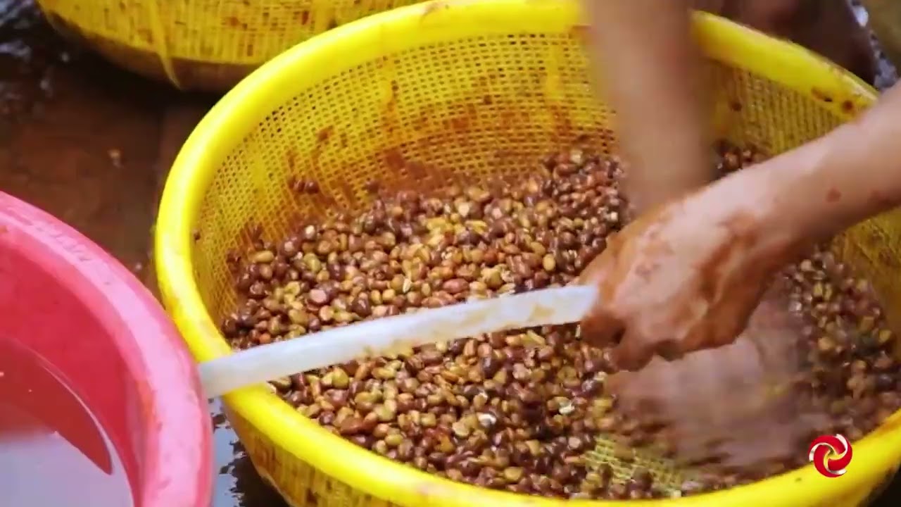 Futuro da cafeicultura: nova pesquisa revela potencial do café libérica