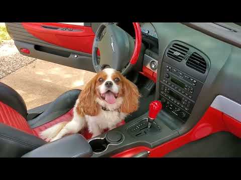 2002 Ford Thunderbird (CC-1656935) for sale in Sugar Land, Texas