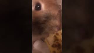 クチャラーうさぎドアップ　#shorts #うさぎのいる暮らし