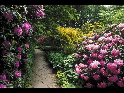 Anthony Ventura & His Orchestra - Mama Leone