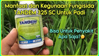 Download lagu Benefits and Uses of TANDEM 325 SC Fungicide for Rice Plants mp3 Download lagu Benefits and Uses of TANDEM 325 SC Fungicide for Rice Plants mp3