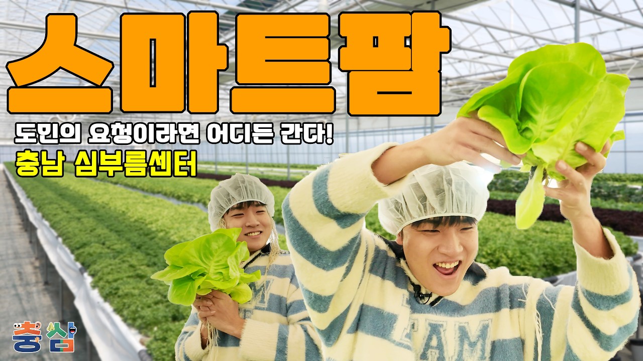 🥬 상추가 하루 300kg 나온다고? 스마트팜 일손 도와주러 갔습니다ㅣ충심 1화