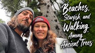 Download lagu Beaches, Starfish, & Walking Amongst Ancient Trees / La Push To Ocean Shores mp3