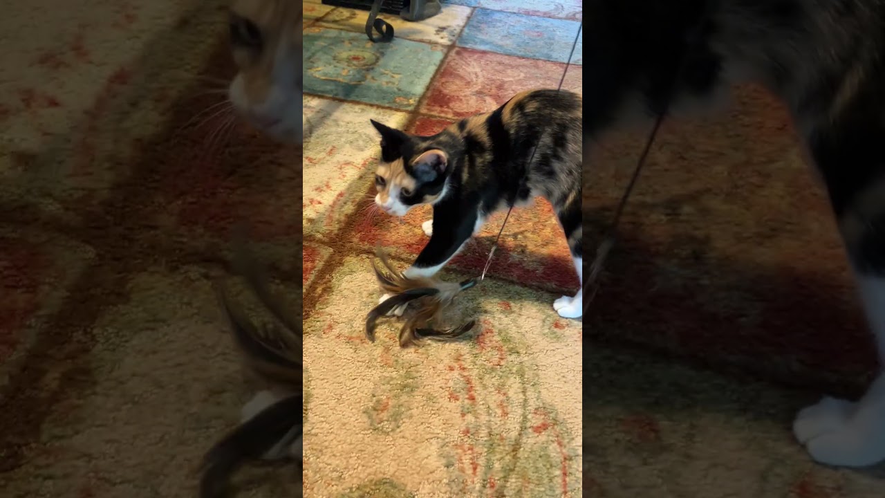 Enlarge Nova- All Suger, No Spice, a Adoptable Calico in Arlington, VA video 4/6