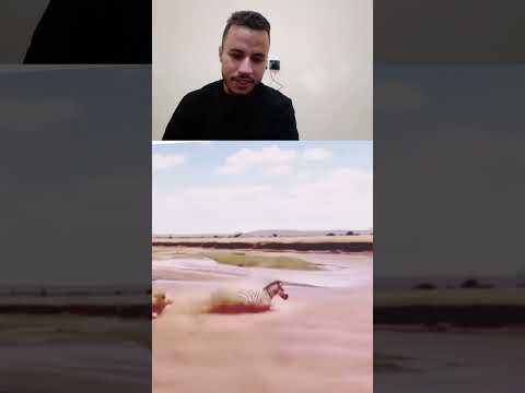 الحيوانات البرية #الحيونات #عشقالطبيعه #حيوانات #عالم_الحيونات #الاسد #النمر #الغابة #البرية#الجاموس