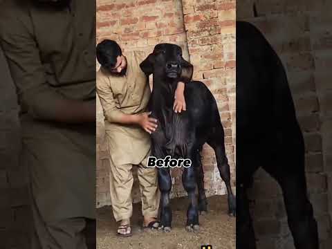 Black Beauty Before And After | Masha Allah ❤️