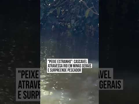 Cascavel no rio em Unaí, Minas Gerais