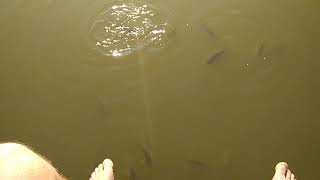 Видео База отдыха Терем кормим рыб