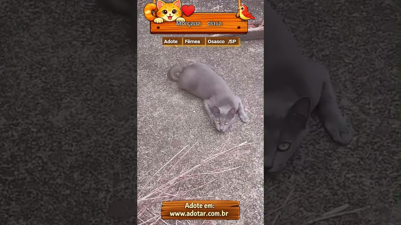 Gato raça SRD-ViraLata idade 1 ano nome Morgana cinza