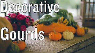 Growing Gourds To Decorate With