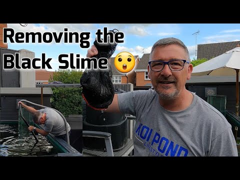 KOI FISH POND*CLEANING OFF THE BLACKSLIME*TEMPERATURE IN THE FISH TOWER?**FLUKE TREAMENT AGAIN!