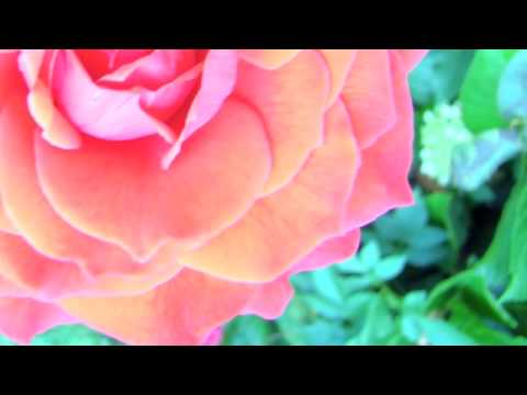 Gigliola Cinquetti    -   " Quando M'Innamoro "