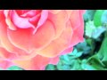 Gigliola Cinquetti    -   " Quando M'Innamoro "
