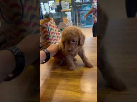 #poodle #puppy #dogshorts #cuteanimal #pets #dog #youtubeshorts