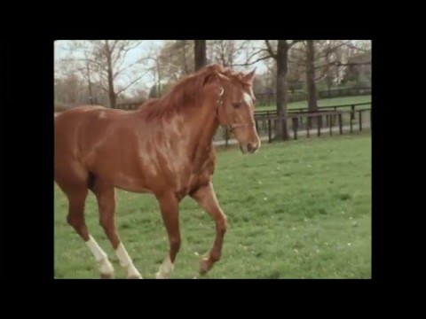 Secretariat in retirement