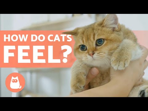 Do Cats Have FEELINGS? 😸 Do They Have EMOTIONS?