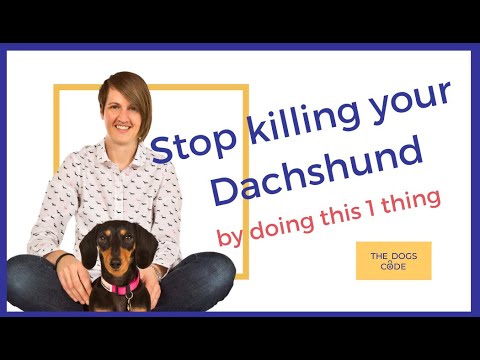 Unlock the Secrets to Dachshund Longevity: Essential Tips for a Healthy and Happy Wiener Dog (2021)