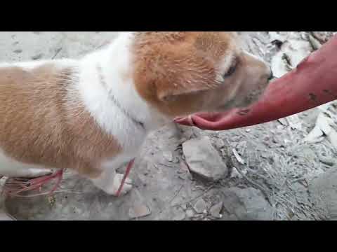 Finally our new family member 🐶| Our new dog