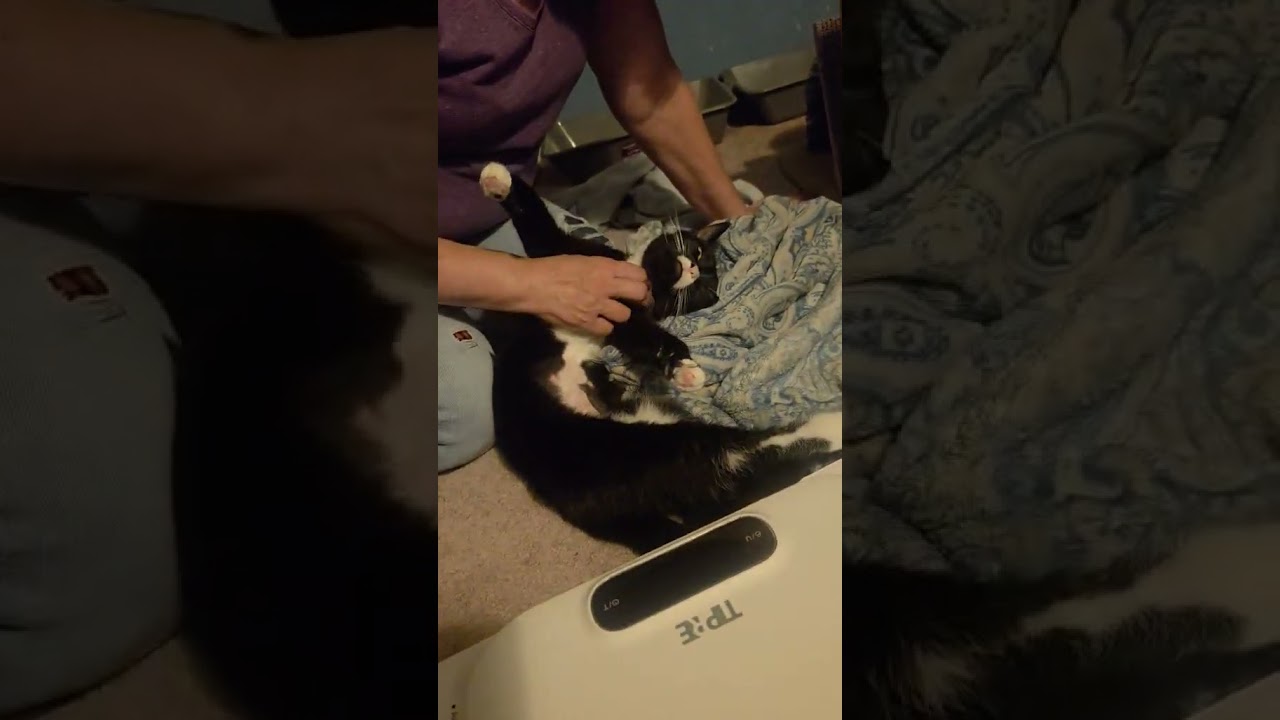 Enlarge Suki (ID 51342), an adoptable Domestic Short Hair in Manassas, VA video 6/6