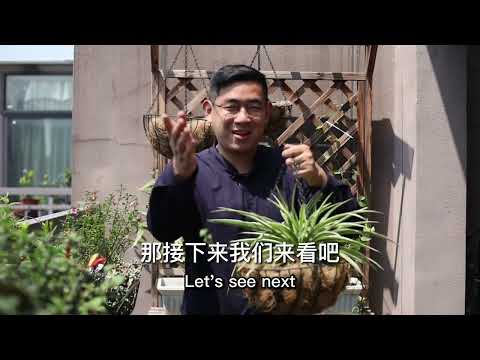 吊蘭開花