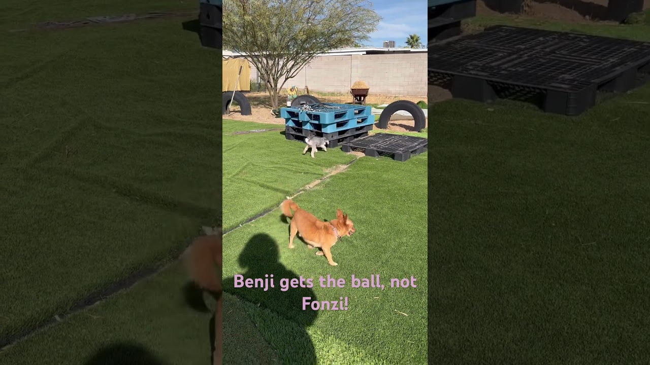 Fonzie, a Adoptable mixed breed in Phoenix, AZ video 6/6