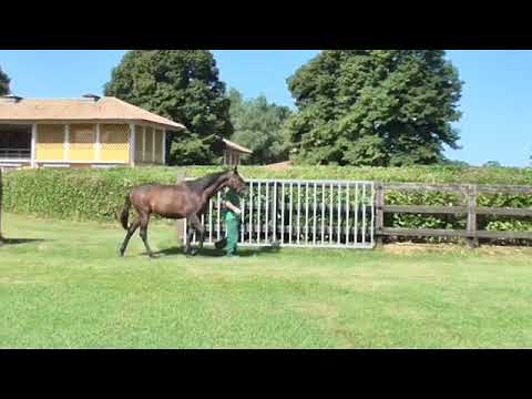 f.b. 15/04/18 da RAMONTI e Amazing Starlette (Sea The Stars)