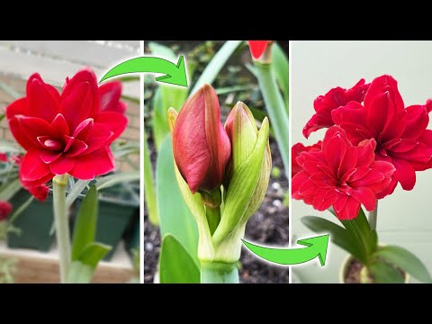 How to Make Amaryllis Rebloom | An Interesting Fact about Amaryllis Flower Bud (Turn on CC)