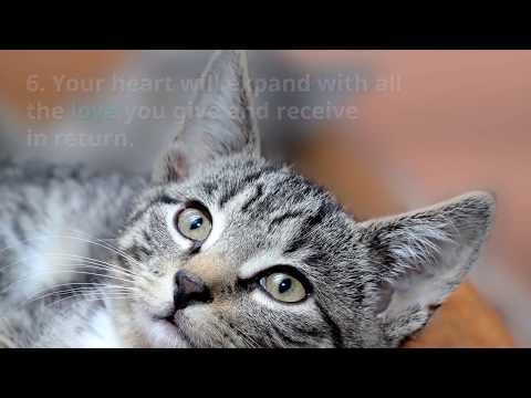 6 Reasons to Foster Cats