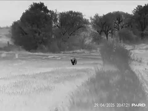 Pard Leopard 640 35mm LRF - wild boar