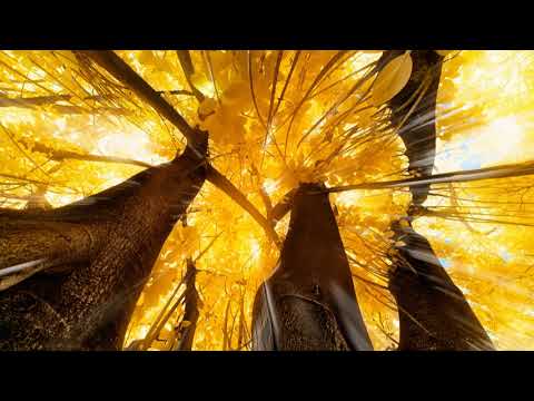 hans zimmer, Now We Are Free, Amazing Czarina Russel in Now we are free (Gladiator)