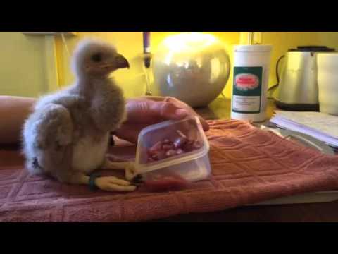Feeding time for Baby Harris Hawk