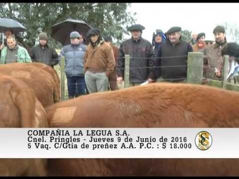 09-06-16 Vaq. P.C. y P.R. Preñadas - La Legua - Cnel. Pringles.