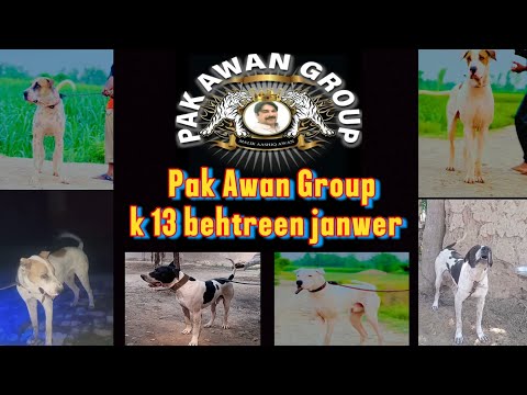 Army of (PAK AWAN GROUP) kmal bloodlines or extreme fitness in 13 janwro ki chas agai💯#dog