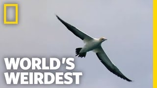 World's Weirdest - "Missile" Birds