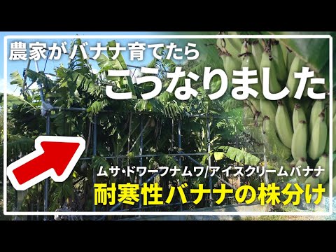 園芸 マルタ十字